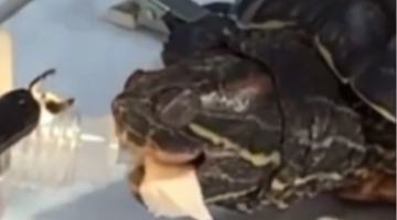 Retirada de anzol em uma tartaruga é realizada com utilização de nossos equipamentos